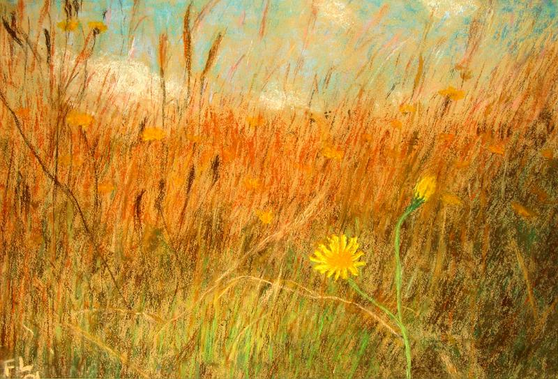 Corn Field.jpg